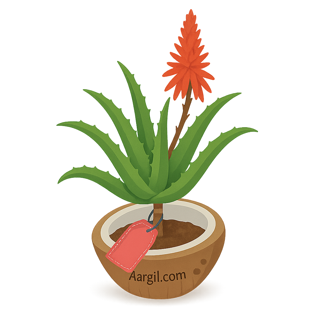 Nargil_Aloe Arborescens